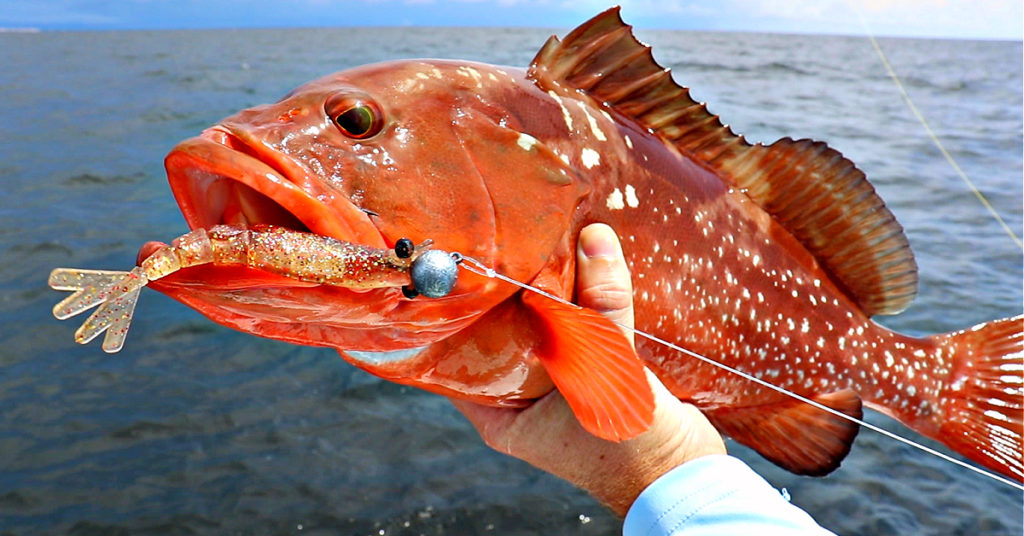 Red Grouper